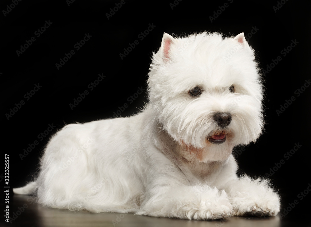 West highland white terrier Dog Isolated on Black Background in studio West highland white terrier Dog Isolated on Black Background in studio