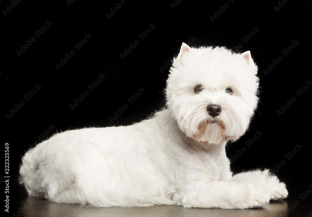 West highland white terrier Dog Isolated on Black Background in studio West highland white terrier Dog Isolated on Black Background in studio