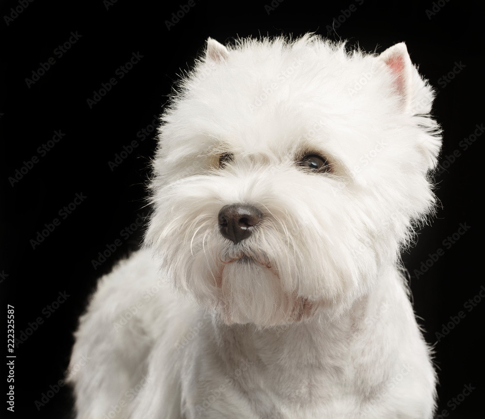 West highland white terrier Dog Isolated on Black Background in studio West highland white terrier Dog Isolated on Black Background in studio