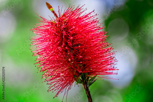 Red Australian bottle brush flower photo