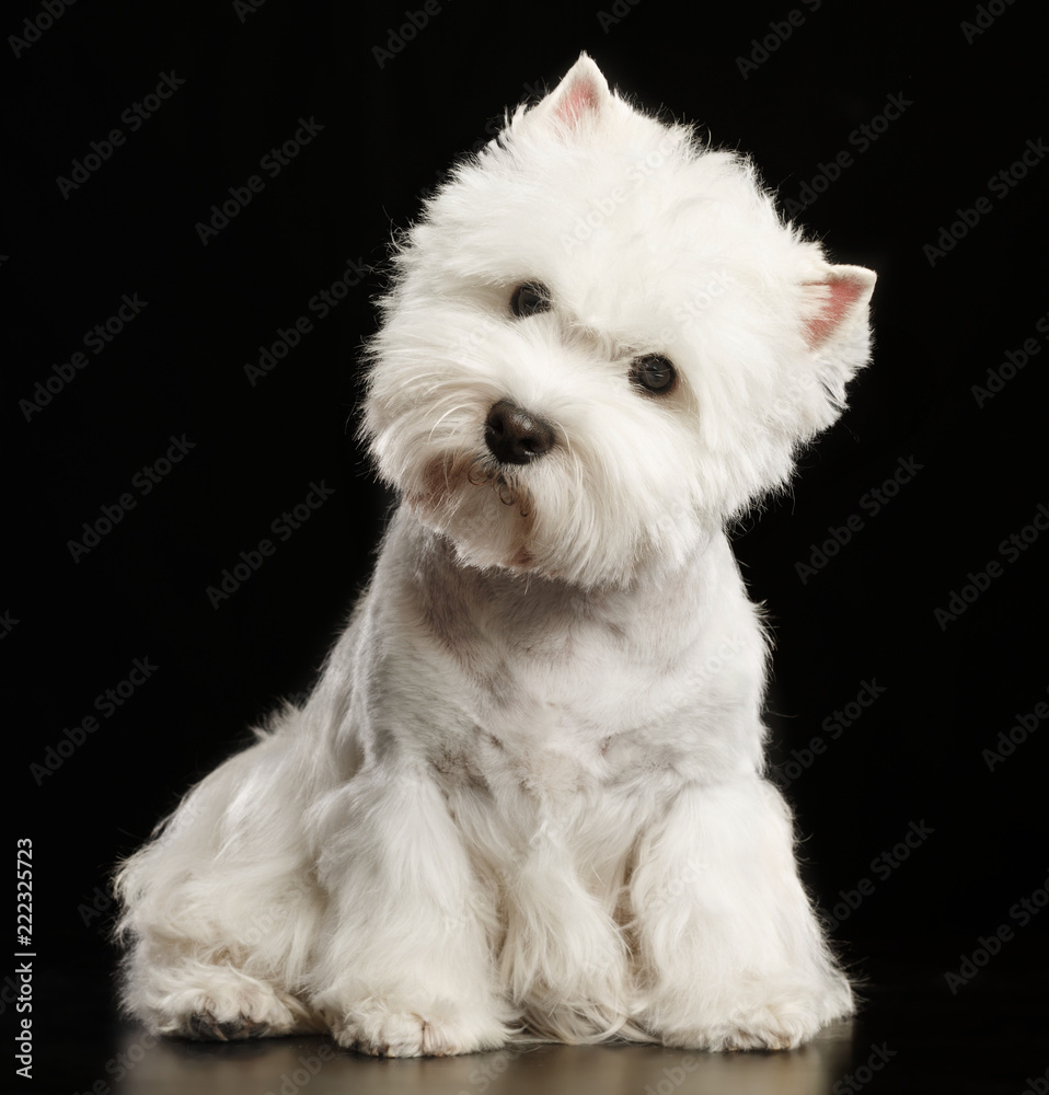 West highland white terrier Dog Isolated on Black Background in studio West highland white terrier Dog Isolated on Black Background in studio