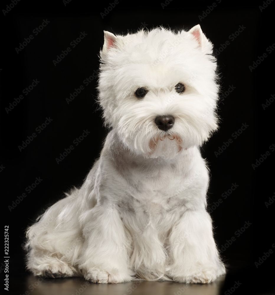 West highland white terrier Dog Isolated on Black Background in studio West highland white terrier Dog Isolated on Black Background in studio