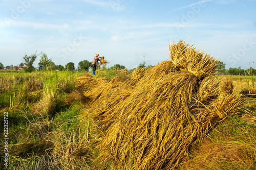 Bundle of rice
