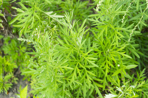 sweet wormwood, sweet annie, sweet sagewort or annual wormwood plant in garden photo