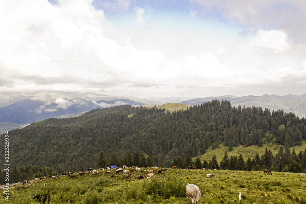 Fototapeta premium Viaje a Rumania 2018. Montaña, Ciudad.Carpatos, Transfagarasan..