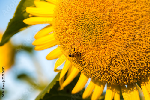 Fototapeta Naklejka Na Ścianę i Meble -  Colorful yellow sunflowers seen up close