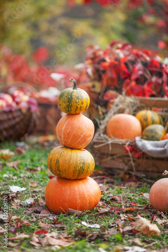 Multi-colored pumpkins lying on straw with a wooden box in an  autumn background. Tower from pumpkins Autumn time. Thanksgiving day.
