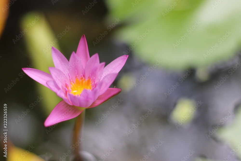 Lotus