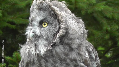 Beautiful big Owl in Forrest Amazing yellow eyes and face photo