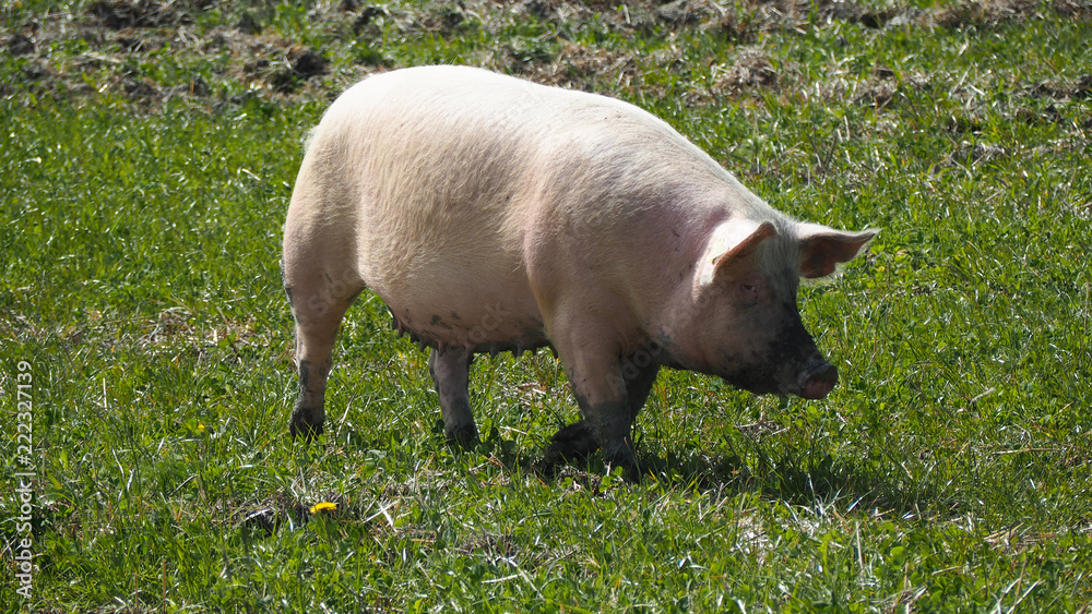 happy pigs living outside in sweden happy pigs living outside in sweden