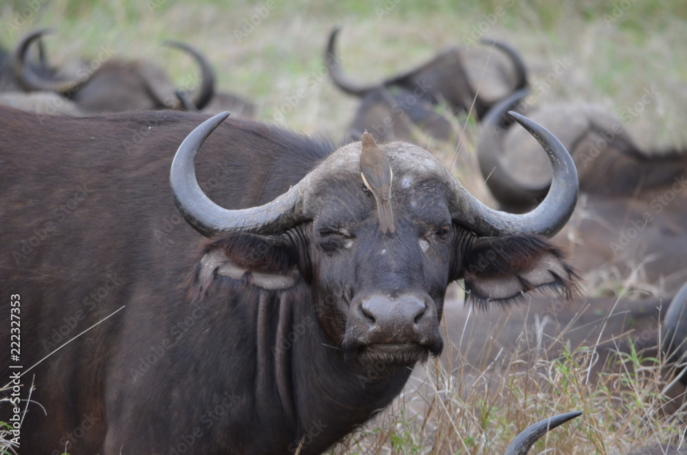 buffalo_kruger_park buffalo_kruger_park