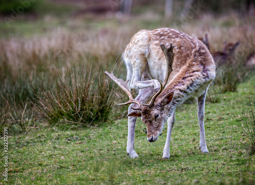 Fallow deer scratching with hind leg behind its antlers