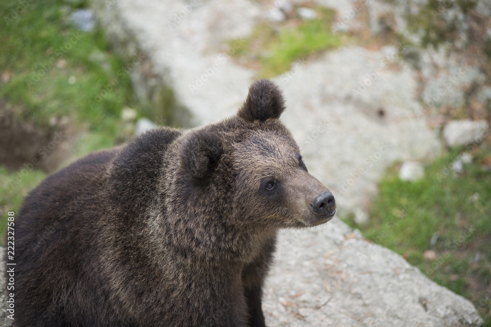 a young brown bear on rock during summer a young brown bear on rock during summer