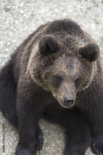 Wallpaper Mural a young brown bear on rock during summer Torontodigital.ca