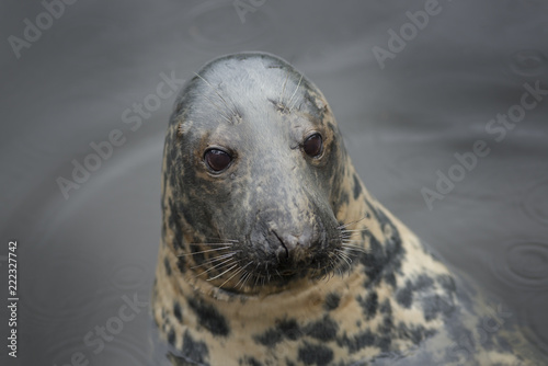 a seal in the water, a close up