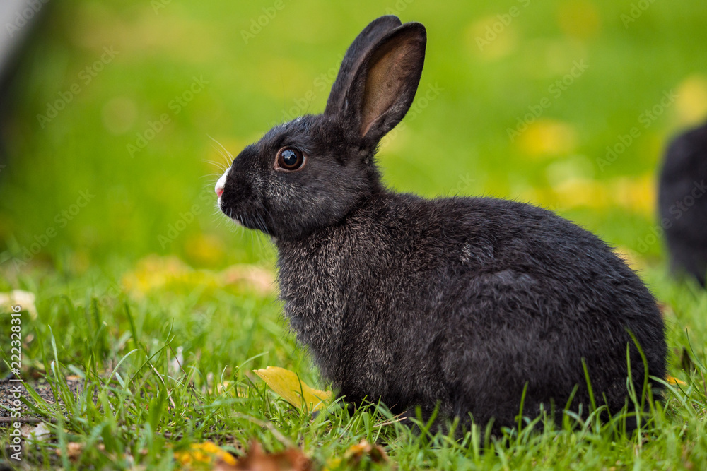 Fototapeta premium close up portrait of cute black bunny sitting on green grasses