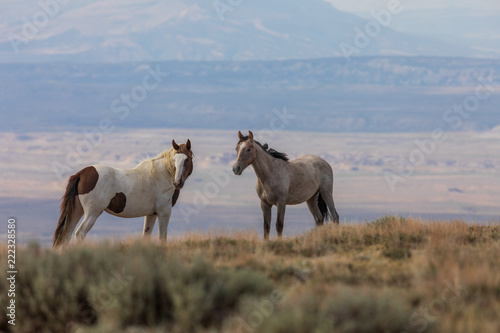Wild horses in the Colorado High Desert