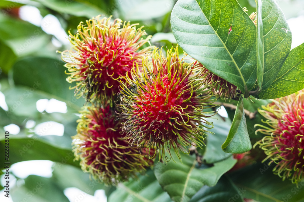 Fresh Rambutan fruit with sweet red shell, Thailand. Fresh Rambutan fruit with sweet red shell, Thailand.