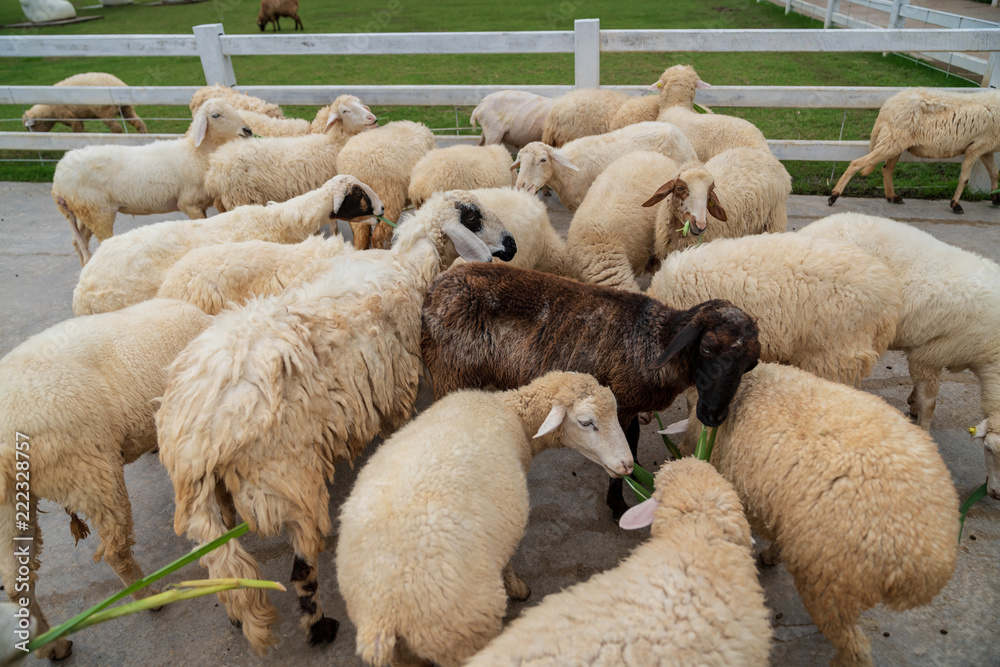 Cute funny happy sheep at outdoor garden nature field valley Cute funny happy sheep at outdoor garden nature field valley