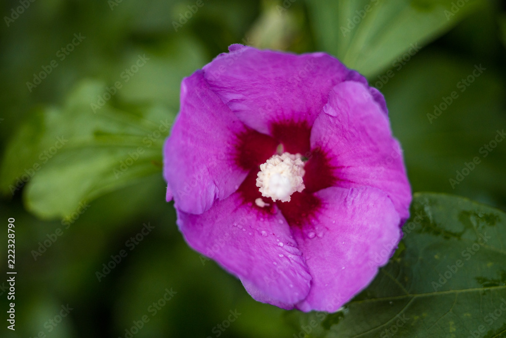 single oink flower with white stamen and green background single oink flower with white stamen and green background