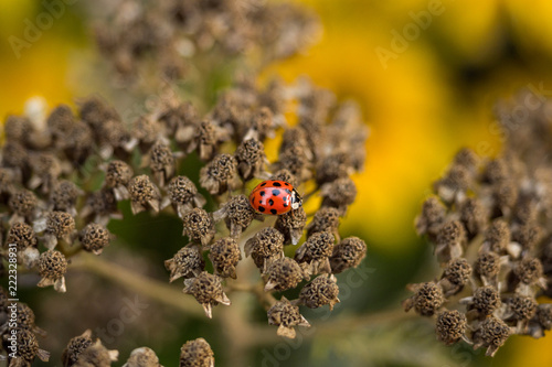 tiny ladybug on top of flower against yellow flower field © Yi