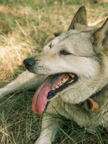 Grey siberian husky dog in green grass