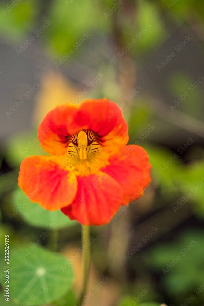 single beautiful orange flower in the field