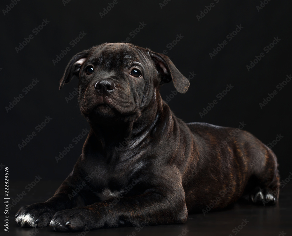 English Staffordshire Bull Terrier Dog Isolated on Black Background in studio English Staffordshire Bull Terrier Dog Isolated on Black Background in studio