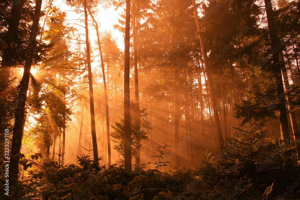 Fototapeta premium Sonne im Wald