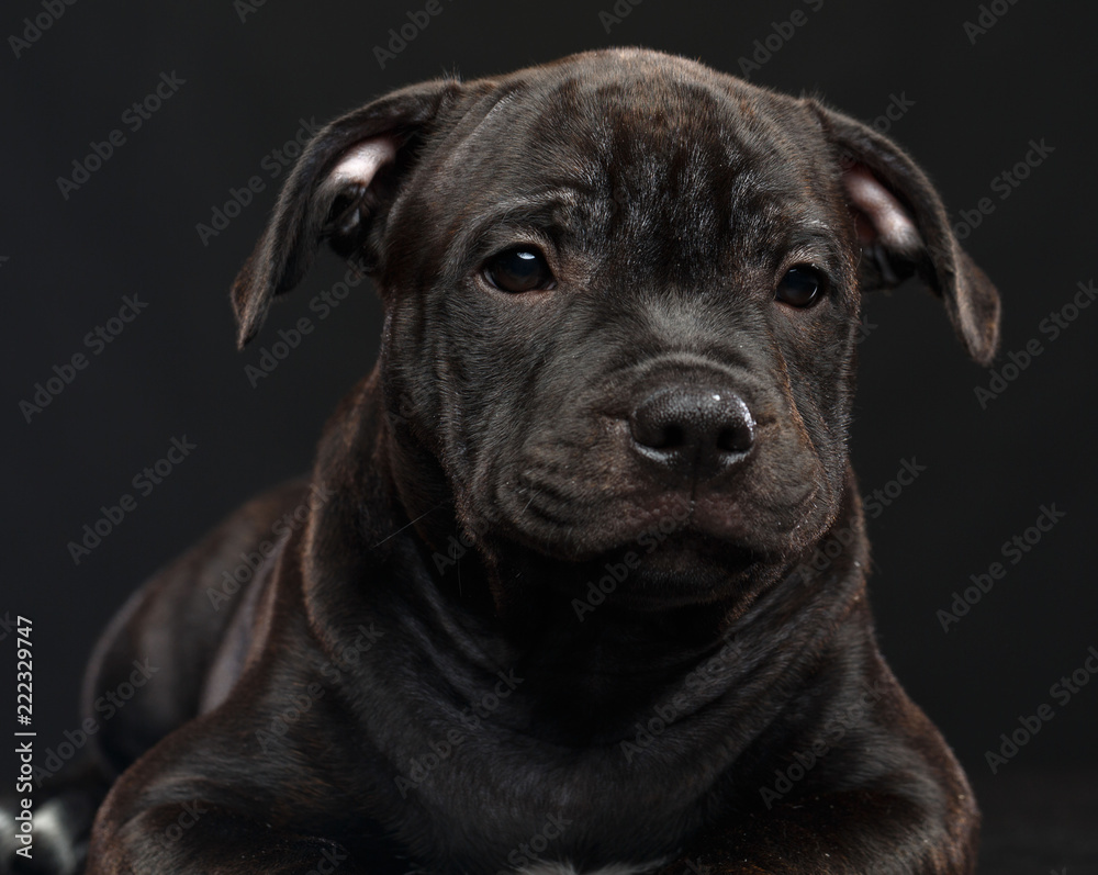 English Staffordshire Bull Terrier Dog Isolated on Black Background in studio English Staffordshire Bull Terrier Dog Isolated on Black Background in studio
