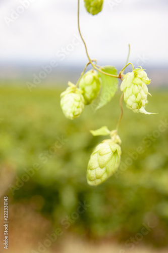 Hopfenreben photo