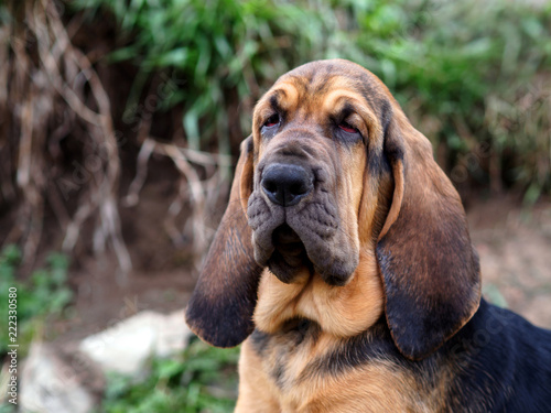 Bloodhound puppy in the woods photo