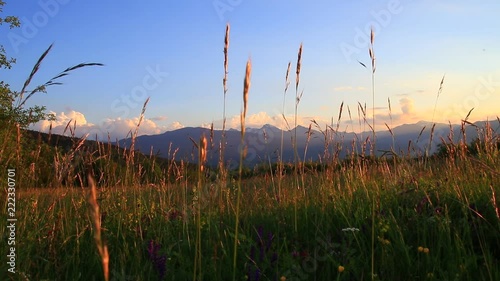 meadow of flowers and grass in summer and pyrenean landscape at sunset, Occitanie in the south of France
