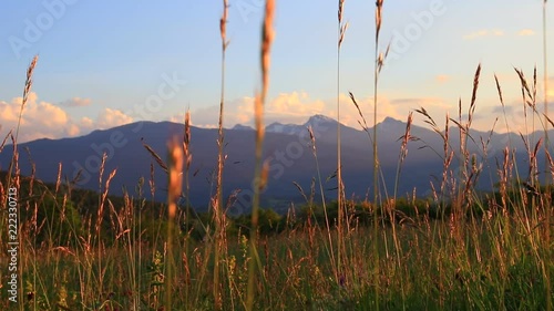 meadow of flowers and grass in summer and pyrenean landscape at sunset, Occitanie in the south of France
