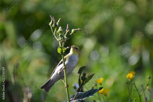 bird