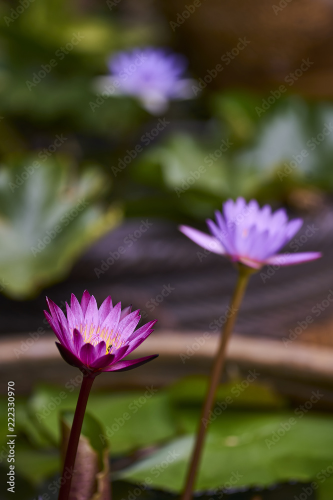 Purple lotus with bee close up Purple lotus with bee close up
