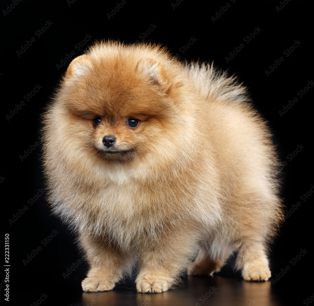 Pomeranian spitz Dog on Isolated Black Background in studio Pomeranian spitz Dog on Isolated Black Background in studio