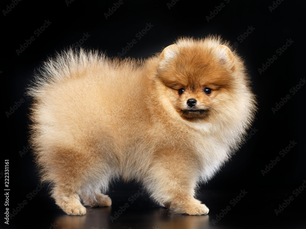 Pomeranian spitz Dog on Isolated Black Background in studio Pomeranian spitz Dog on Isolated Black Background in studio