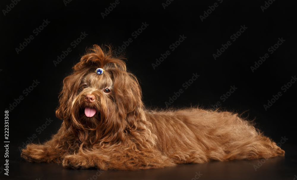 Fototapeta premium Russian colored lapdog Dog Isolated on Black Background in studio