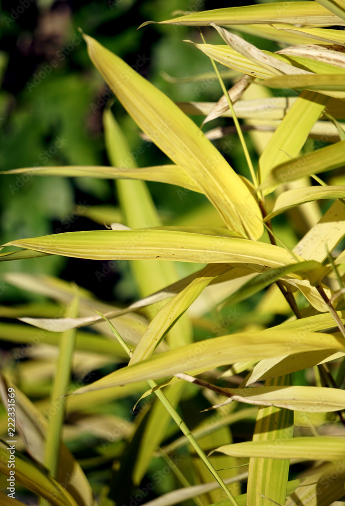 Museo Orto Botanico, Università di Roma La Sapienza Museo Orto Botanico, Università di Roma La Sapienza