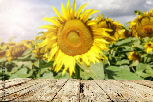 Fototapeta Naklejka Na Ścianę i Meble -  beautiful sunflowers and an old table  