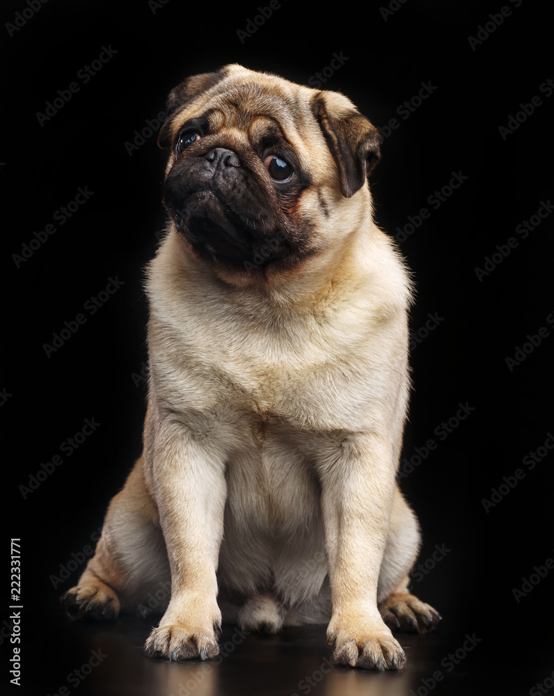 Pug dog on Isolated Black Background in studio Pug dog on Isolated Black Background in studio