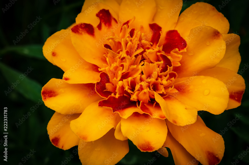 Two colored beautiful marigolds Two colored beautiful marigolds