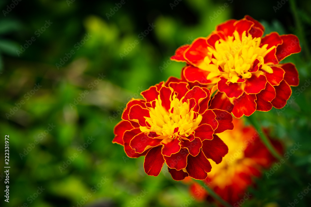 Two colored beautiful marigolds Two colored beautiful marigolds