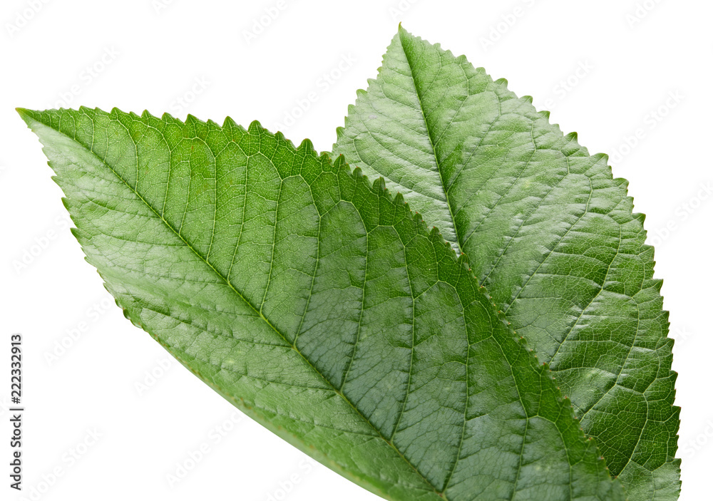 Green Cherry leaf isolated Green Cherry leaf isolated