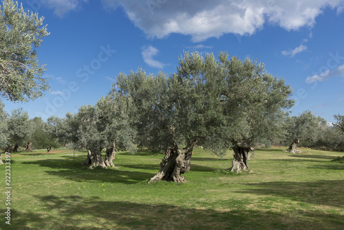 centuries-old olive trees with sun at Puglia, Italy