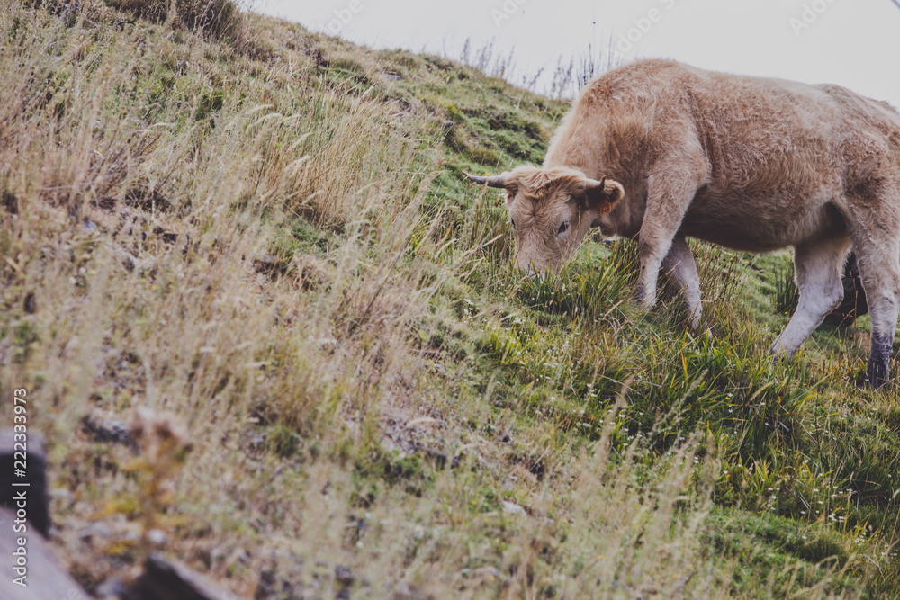 Fototapeta premium Natural Cows in sunny landscape