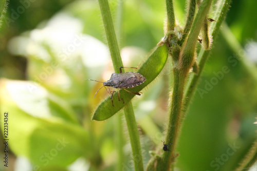 Brown Marmorated shield bug on soybean pod. Halyomorpha halys insect on soybean field 