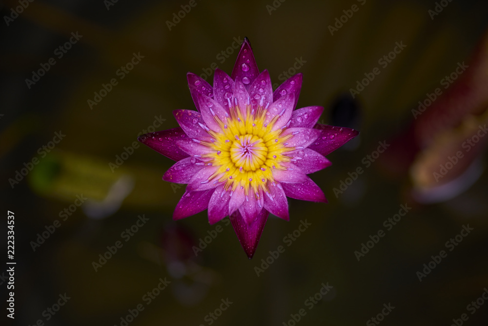 Purple lotus flower with bee close up Purple lotus flower with bee close up