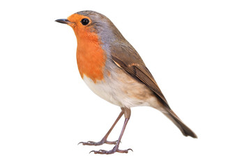 Robin (Erithacus rubecula) isolated on white background